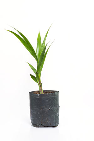 Coconut plant growing in a black plastic bag on a white backgroundの写真素材