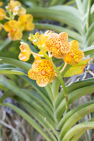 Dotted yellow vanda orchid and green leaves backgroundの写真素材