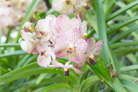 Pink vanda hybrid orchidの写真素材