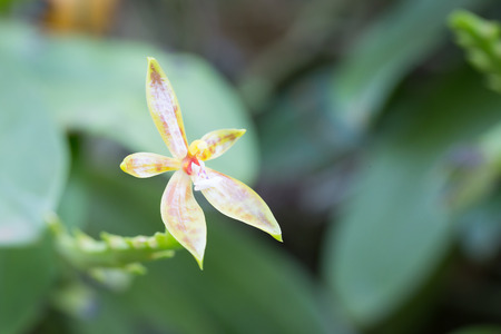 Phalaenopsis cornucervi (Breda) Blume Orchid flower in the forestの写真素材