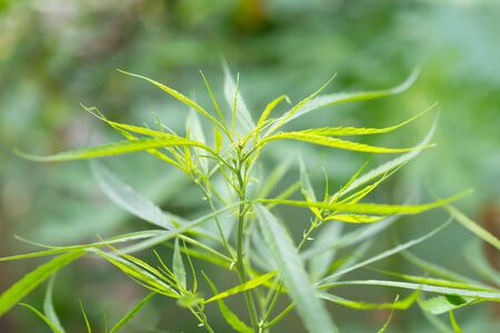 Green marijuana leafs in nature, herbal plant