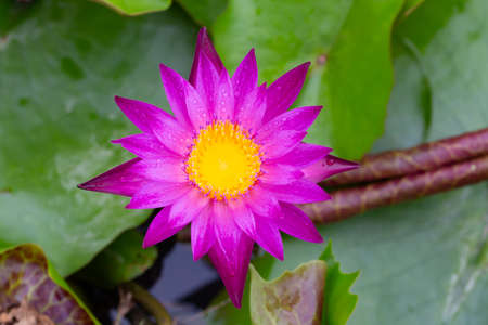 Water lilies and live aquatic herbs in temperate and tropical climatesの写真素材