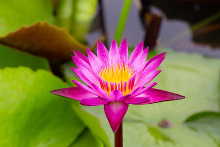 Water lilies and live aquatic herbs in temperate and tropical climatesの写真素材