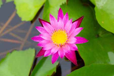 Water lilies and live aquatic herbs in temperate and tropical climatesの写真素材