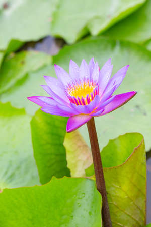 Water lilies and live aquatic herbs in temperate and tropical climatesの写真素材