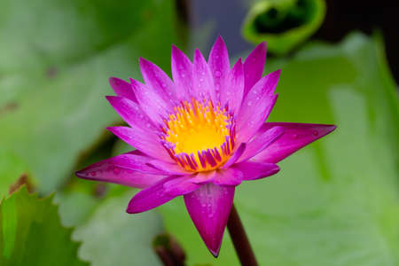 Water lilies and live aquatic herbs in temperate and tropical climatesの写真素材