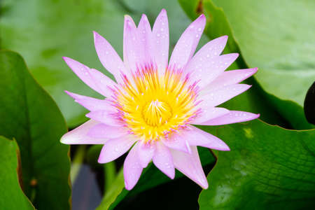 Water lilies and live aquatic herbs in temperate and tropical climatesの写真素材