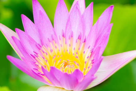 Water lilies and live aquatic herbs in temperate and tropical climatesの写真素材