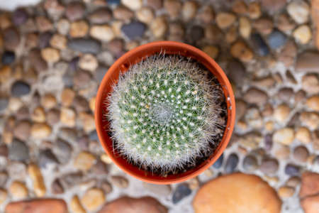 small decorative cactus in pot, top view