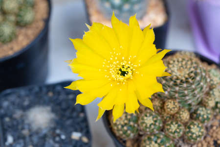 Yellow cactus blossom in flower pot., taken in top viewの写真素材