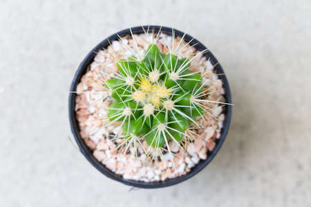 small decorative cactus in pot, top viewの写真素材