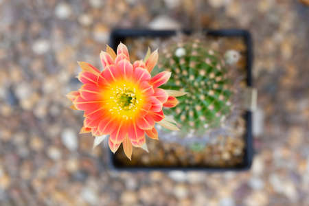 Beautiful blooming   cactus flower on rocks backgroundの写真素材