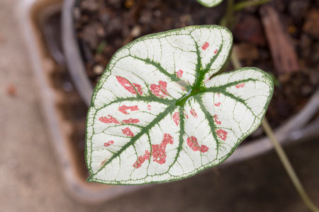 Caladium bicolor leaves in the gardenの写真素材