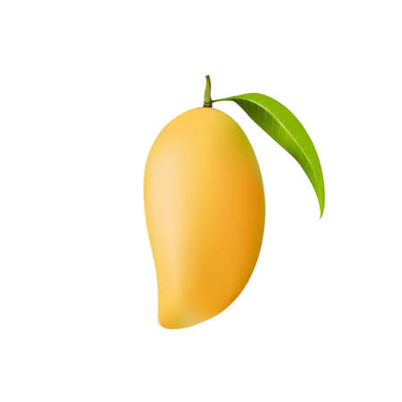 Realistic vector illustration of Mango isolated on a white background with leafのイラスト素材