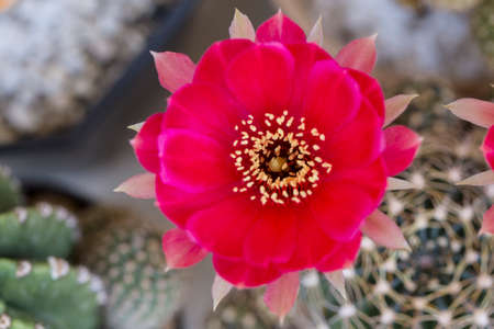 Red flower of cactus taken in top viewの写真素材