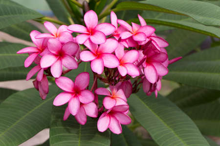 A bouquet of frangipani is blooming on the tree.の写真素材