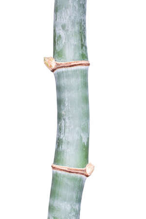 Bamboo isolated on white backgroundの写真素材