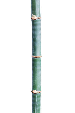 Bamboo isolated on white backgroundの写真素材