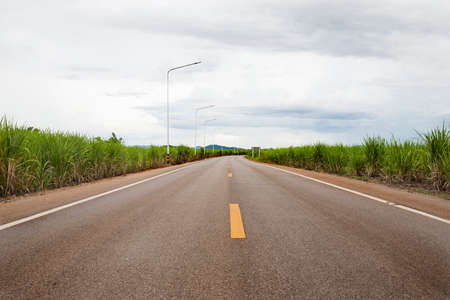 Sugar cane field and asphalt road with lighting poleの写真素材