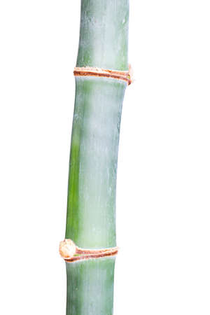 Bamboo isolated on white backgroundの写真素材