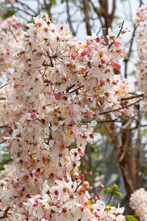 Wishing Tree, Pink Shower, Pink cassia, Pink and White Shower Treeの写真素材