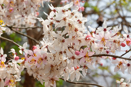 Wishing Tree, Pink Shower, Pink cassia, Pink and White Shower Treeの写真素材