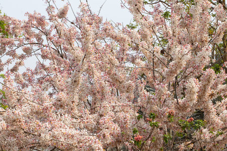 Wishing Tree, Pink Shower, Pink cassia, Pink and White Shower Treeの写真素材