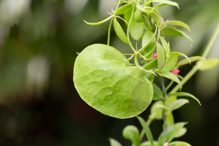 Dischidia vidalii Becc., Kangaroo Pocket or Ant Plant growing with red flower blooming.の写真素材