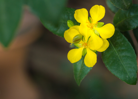 Mickey Mouse Plantの写真素材