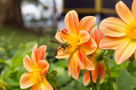 insect on yellow flowerの写真素材