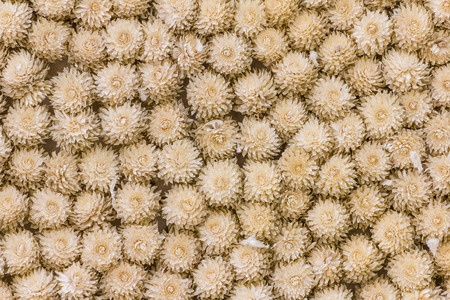 brown amaranth for backgroundの写真素材