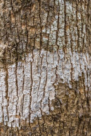 vertical crack on bark