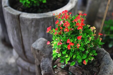 flower in the morningの写真素材