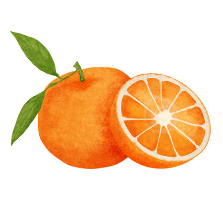 Watercolor illustration of orange fruit isolated on white background. Hand drawn vector illustration.のイラスト素材