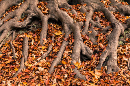 Autumn Tree Rootsの写真素材