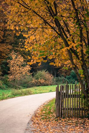Autumn Treesの写真素材