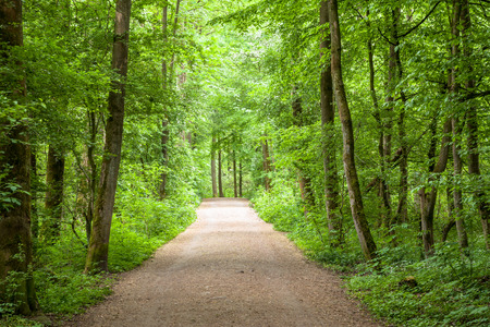 Forest Trees Footpath Springtime Park