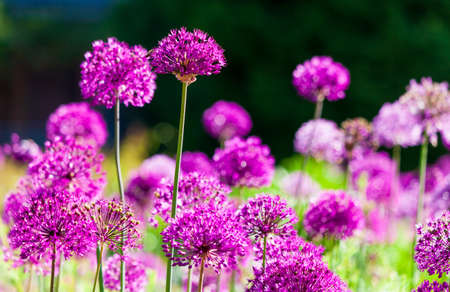 Beautiful flower bed with purple blooming allium flowers in springtime in the gardenの写真素材
