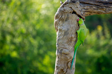 Sri Lanka parrot on a branch try to survive in the seviour  heat