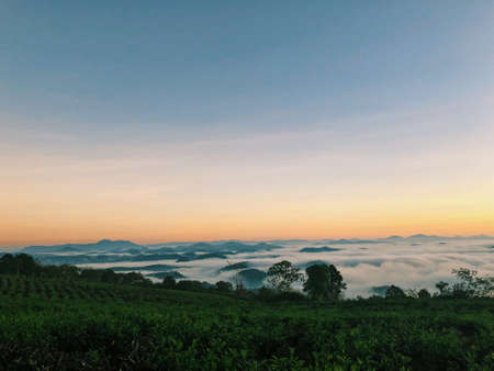 Sunset in Cau Dat Farm, one of famous farm tea in Vietnamの写真素材