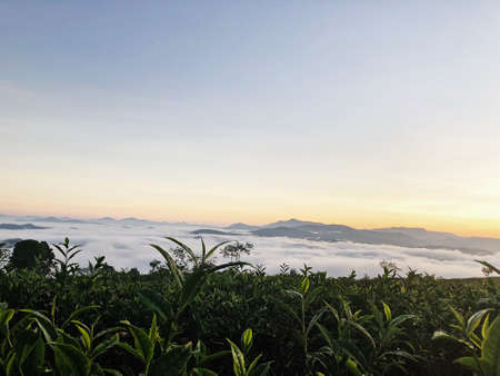 Sunset in Cau Dat Farm, one of famous farm tea in Vietnamの写真素材