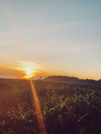 Yellow sunset in Cau Dat Farm, one of famous farm tea in Vietnamの写真素材