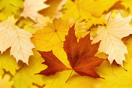 Top view minimalistic composition of autumn maple leaves onの素材