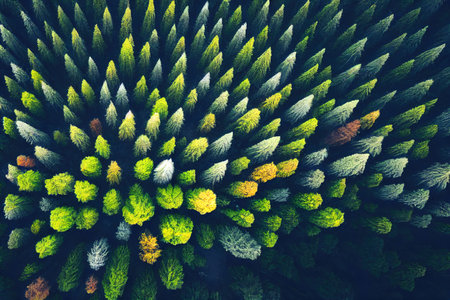 Aerial View Green Coniferous Forest Pines Woods Landscape Inの素材