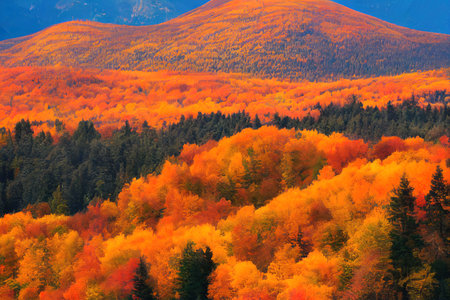 Autumn in the mountain forest. Beautiful mountain landscape inの素材