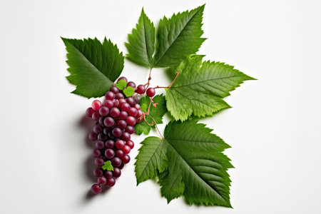 Top view of red grapes with green foliage isolated on a white backdrop. Copy spaceの素材