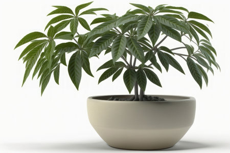a juvenile Schefflera in a pot on a white backgroundの素材
