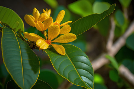 Yellow flower and leaf of Melodorum fruticosum against fuzzy backdropの素材