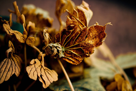 dried flowers up close capturing closeup shots of desiccated plantsの素材