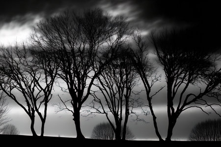 Over an overcast sky, trees form a silhouetteの素材